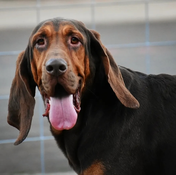 Overalls & Shortalls! - Picture 3 of 3